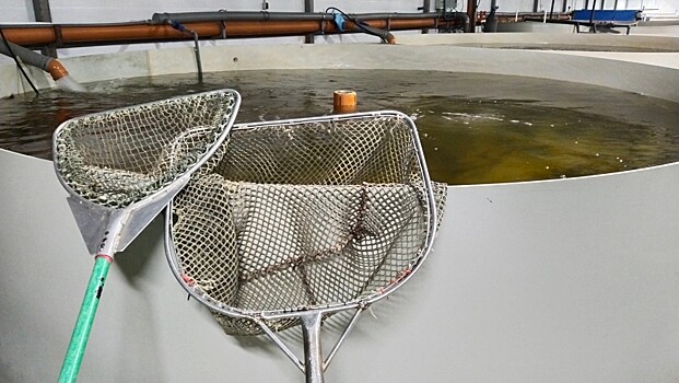 26 ноября отмечают День рыбовода Ленинградской области