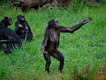 Бонобо отказываются сотрудничать, если получают награду меньше остальных