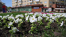 В Воронеже к началу лета разобьют 230 цветников