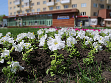 В Воронеже к началу лета разобьют 230 цветников