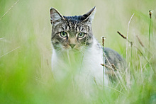 Британские ученые выяснили роль охоты в жизни кошек