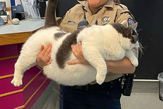 В США спасли "самого толстого кота в мире"