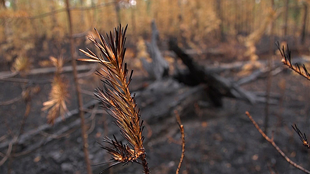 Пожары уничтожили почти две тысячи гектаров леса на Ямале