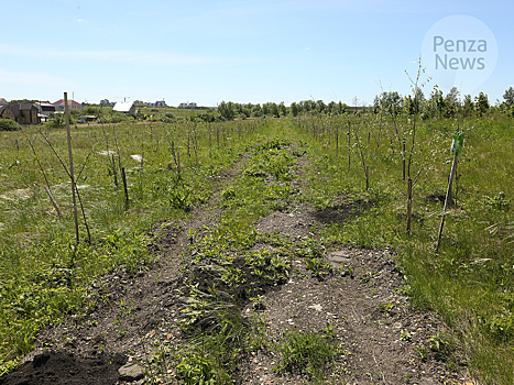 В Пензенской области ожидаются заморозки