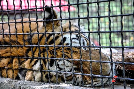 Полицейский насмерть сбил тигра на трассе в Приморье
