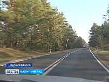 На Куршской косе под колёса автомобиля попал лось