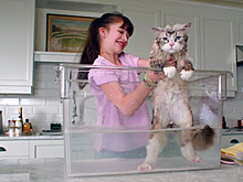 Вышел первый трейлер комедии с Кевином Спейси в теле кота