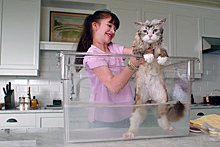 Вышел первый трейлер комедии с Кевином Спейси в теле кота