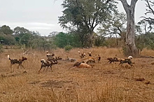 Леопард, дикие псы и гиены схлестнулись в ожесточенной битве за антилопу