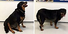 Собака Лулу, которую в Британии считали самой толстой, похудела: как она теперь выглядит