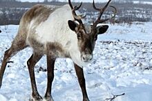 В Оренбуржье северный олень спрятался от хозяйки на чердаке
