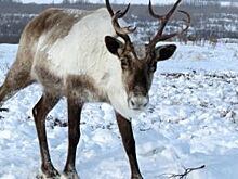 В Оренбуржье северный олень спрятался от хозяйки на чердаке