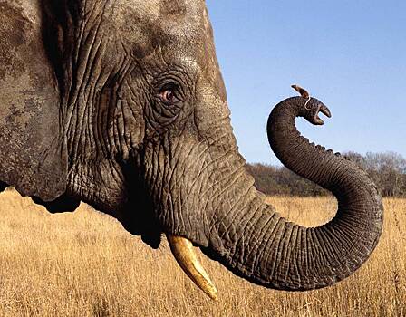 Причиной пробки в ЮАР стал слон, занимающийся йогой