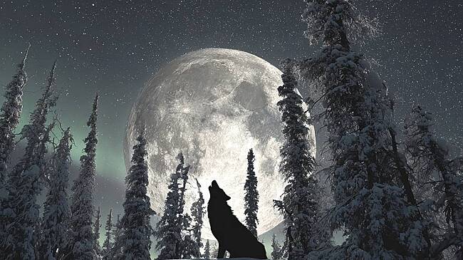 Волчья Луна в январе 2026 года: дата, время, особенности полнолуния