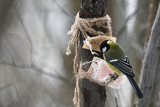 Жителей столицы попросили подкармливать птиц