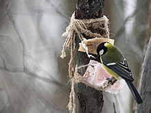 Жителей столицы попросили подкармливать птиц