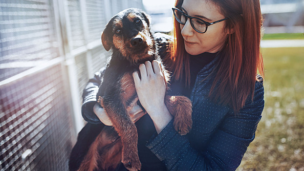 Путь из приюта домой: чек-лист для тех, кто решился взять питомца