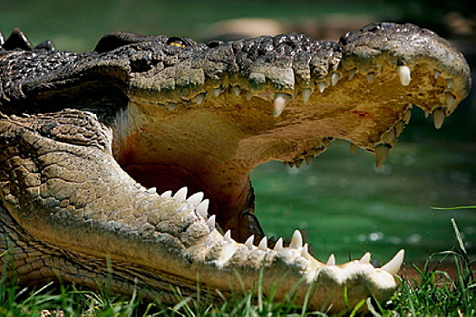Гребнистый крокодил утащил под воду торговца молоком