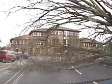 Водитель чудом избежал падения огромного дерева на его машину: видео