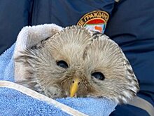 В Уфе дикая сова застряла в вентиляции квартиры