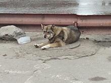 В Курске на женщину напала бродячая собака