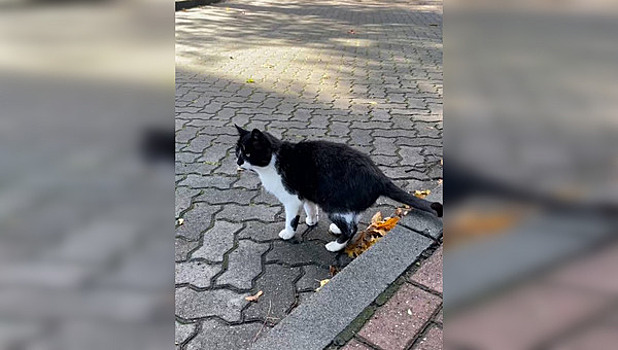 В Калининграде студенты собрали деньги на домик для кота Василия, поселившегося рядом с университетом