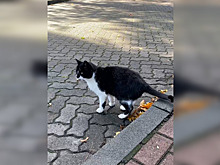 В Калининграде студенты собрали деньги на домик для кота Василия, поселившегося рядом с университетом