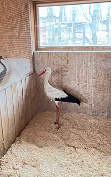 Спасенный на Дону краснокнижный аист из Калуги идет на поправку