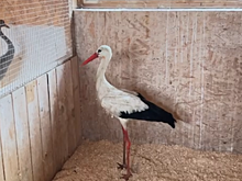 Спасенный на Дону краснокнижный аист из Калуги идет на поправку