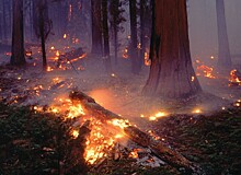 Приморское предприятие заплатит 23 миллиона рублей за лесной пожар