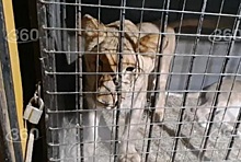 Нападавших на собак тигров поймали в Хабаровском и Приморском краях