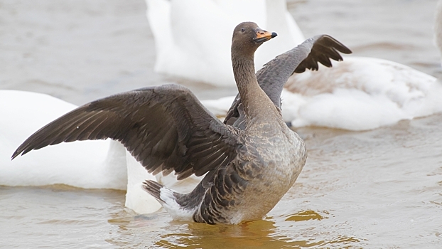 Смелость или агрессия: биологи определили, кто чаще становится лидером в стае