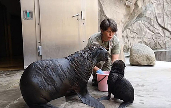 В Московском зоопарке у морских котиков родился детеныш
