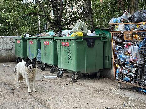 Сколько собак отловили в Чите за прошедшие сутки?