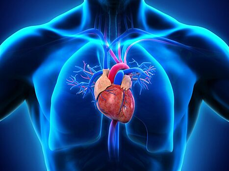 Молекула «1938» стимулирует регенерацию тканей сердца после инфаркта