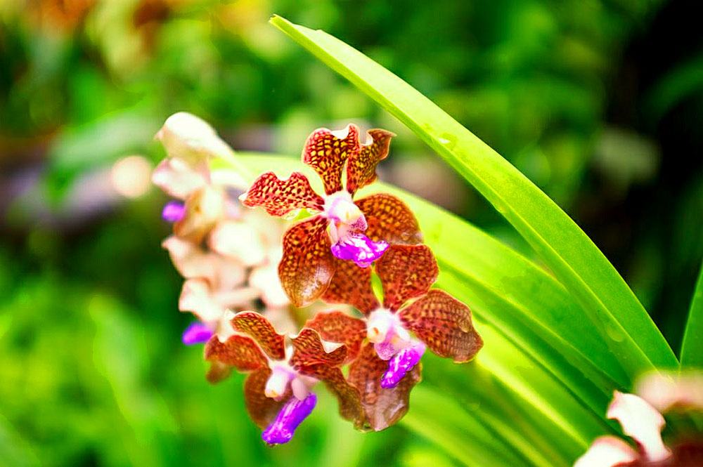 Ботанический Сад, Сингапур, Азия