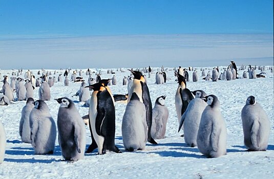 Ученье объяснили, как образовалась Антарктида