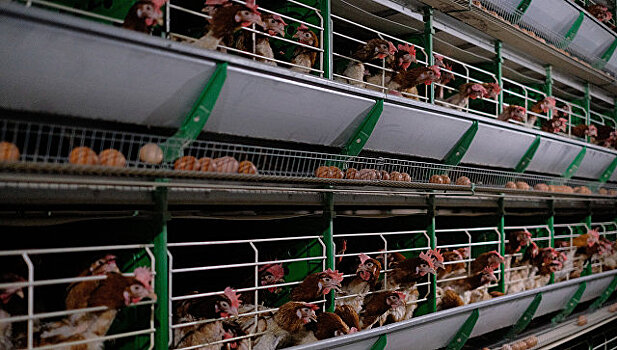 Казахстан ограничил ввоз мяса птицы и яиц из РФ