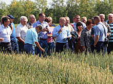 Челябинской области нужны новые сорта твердой пшеницы