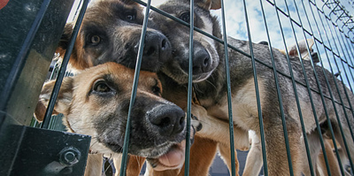 Государство + бизнес. Как новый закон будет решать проблему нехватки приютов для животных
