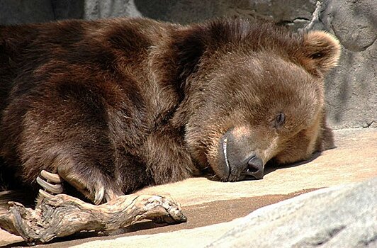 Зима близко: в зоопарке Москвы медведи впали в спячку