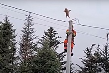 Видео: В Канаде кот совершил огромный прыжок со столба, испугавшись спасателя