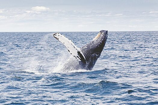 Онлайн-лекцию о китообразных проведет Зоомузей