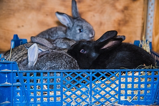 Как не ошибиться в выборе породы кроликов для разведения