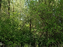 В Волгоградской области начался сезон активности комаров