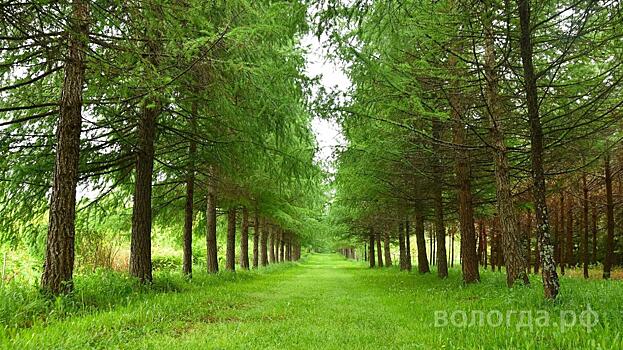 Порядка 3 тысяч деревьев для нужд Вологды могут выращивать в дендрологическом саду ВГМХА им. Н. В. Верещагина