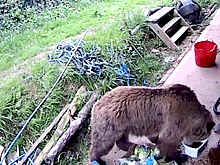 Два медведя сбежали из зоопарка и съели весь мед в ближайшем магазине