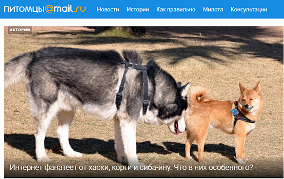 Mail.Ru Group запустил медиапроект о домашних животных