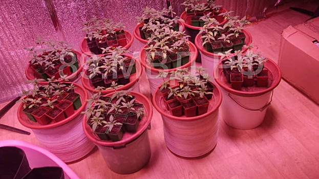 В дачном посёлке Ноябрьска накрыли пенсионера-наркоагронома