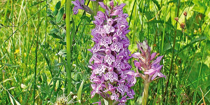 В Москве продолжается цветение краснокнижных орхидей